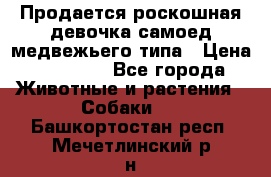 Продается роскошная девочка самоед медвежьего типа › Цена ­ 35 000 - Все города Животные и растения » Собаки   . Башкортостан респ.,Мечетлинский р-н